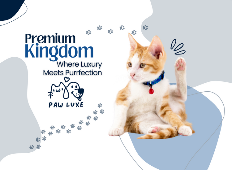 Kitty Kingdom