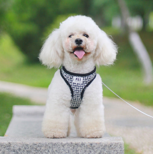 Breathable Vest Harness & Leash Set for Cats & Dogs - Paw Luxe